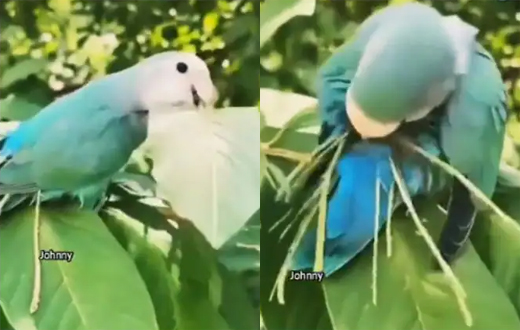 Bird nest